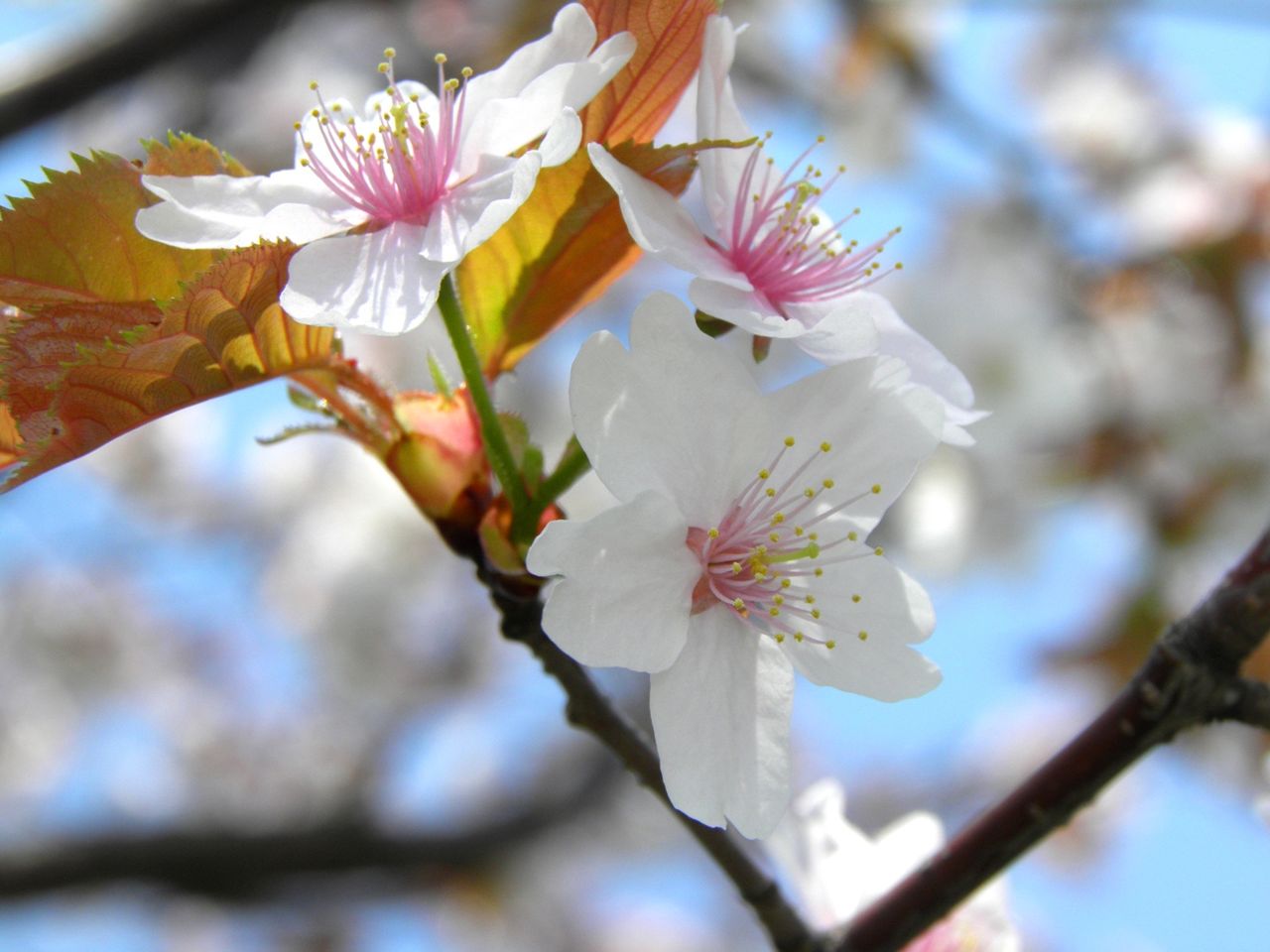 sakura3