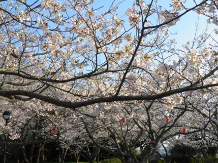 2012ohanami3