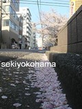 2014・30・7桜