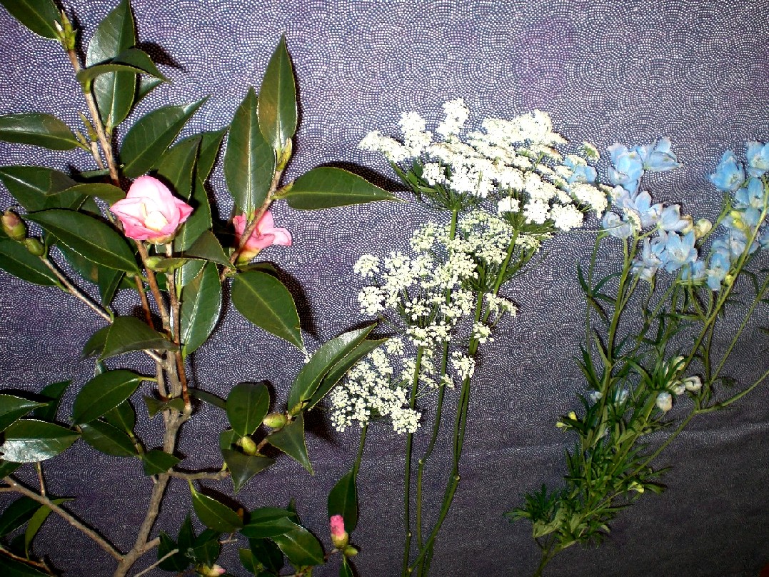 雪の華 の掲示板投稿写真＆画像