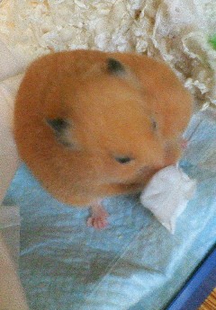 ガショガショ
