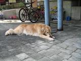 がぶがぶ2