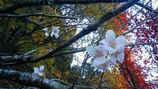 200911231608000