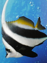 1758d0ab.jpg