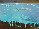 605522e7.jpg