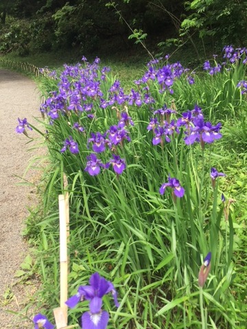 20180503_菖蒲