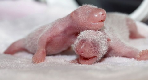pandababy