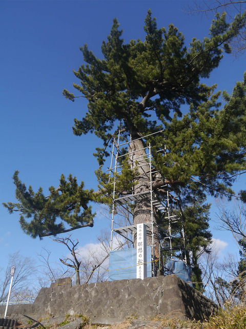 meisounomatsu01