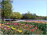 暖かい4月の水元公園