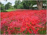 彼岸花咲く水元公園