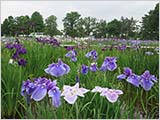 水元公園の菖蒲:まだなんとか…