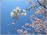 お花見日より:水元公園は5分咲き