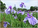 水元公園の菖蒲 かなり開いています