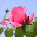 bara_0601