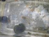 生き物