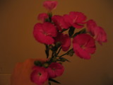 10月19日の週のお花