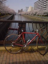 sakura