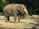 天王寺動物園10