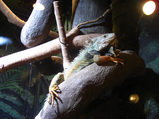 08年天王寺動物園04