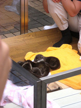 カワウソの赤ちゃん