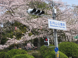 お花見01
