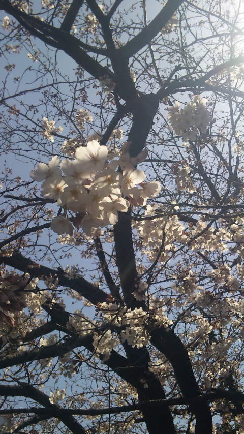 sakura