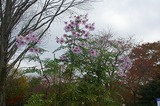 IMGP7263