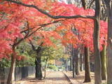DSCF6975