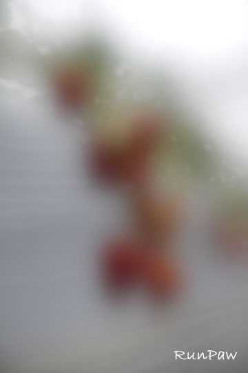blg120318_02
