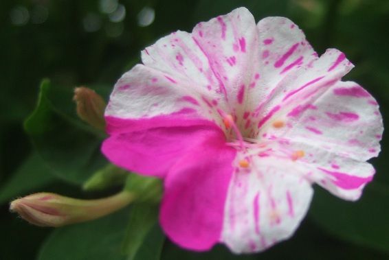 DSCF1838