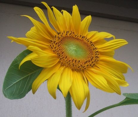 DSCF1186