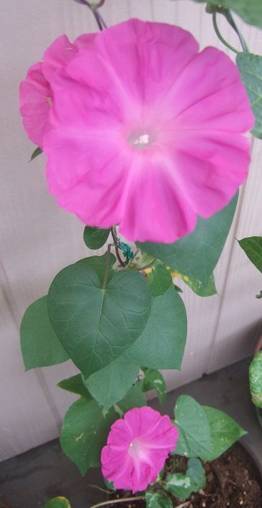DSCF1775