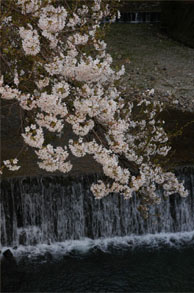 有馬桜