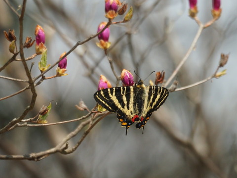 gihutyo190407051