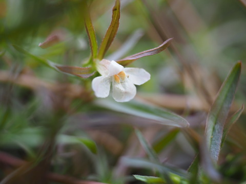 kutinasigusa17041833