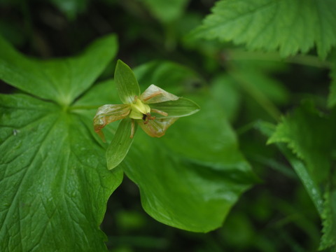 obananoenreiso18061801