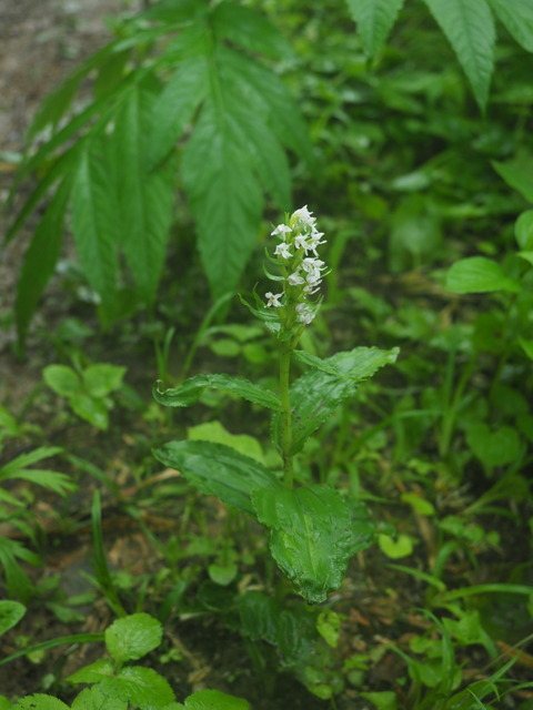 nobinetidori18061806