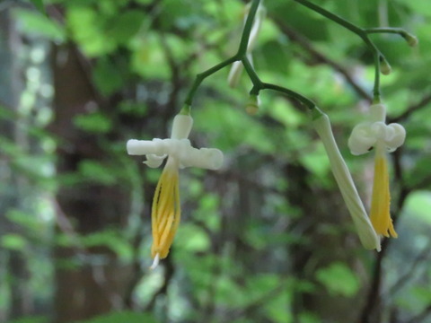 urinoki_c18053112
