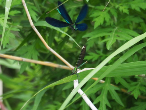 aohada180605153