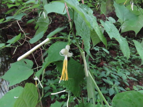 urinoki_c18053107
