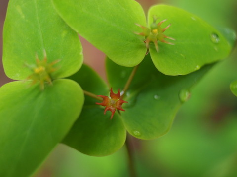 natutodai17041861