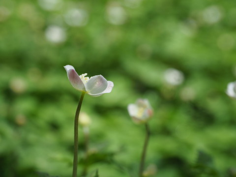 nirinso18041941