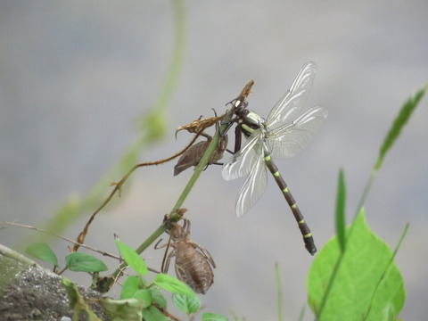 oniyanma_c18060509
