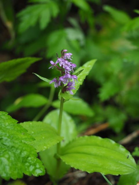 nobinetidori18061803