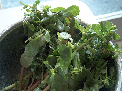 purslane