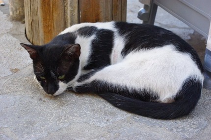 2010.08.28 cat2