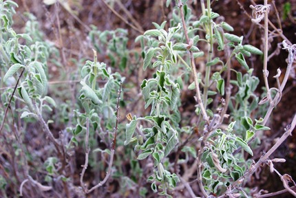2014.08.26 wild sage