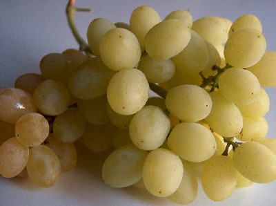grapes