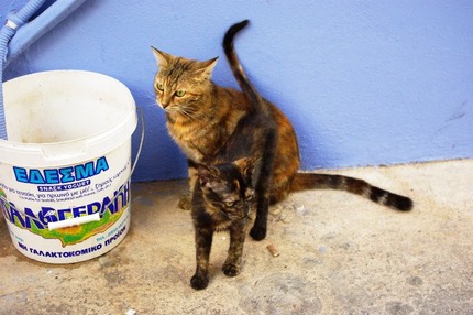 2010.08.29 cat3