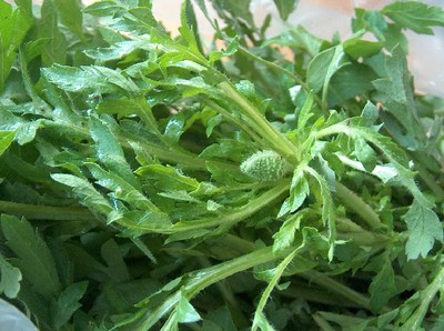poppy greens